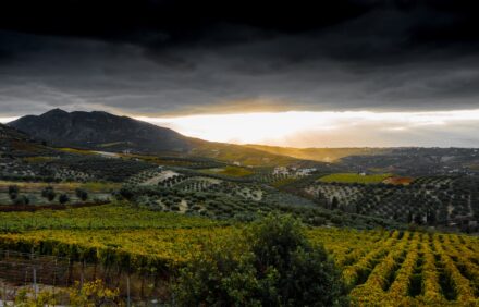 Discover Priorat: wine, nature, and charming villages